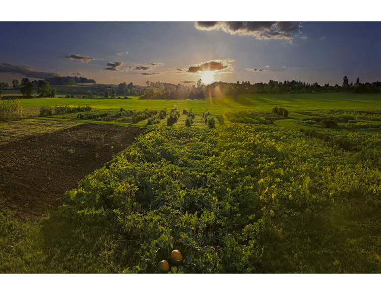 At Sub-Zero, Wolf, and Cove, we aspire to be a leader in both food preservation and the preservation of our planet.